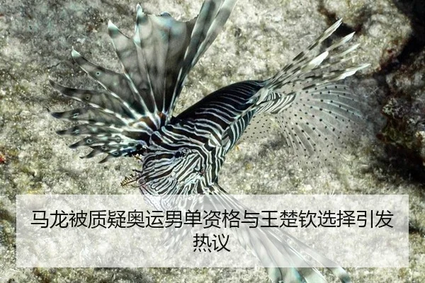 ma-long-bei-zhi-yi-ao-yun-nan-dan-zi-ge-yu-wang-chu-qin-xuan-ze-yin-fa-re-yi-2-742.jpg